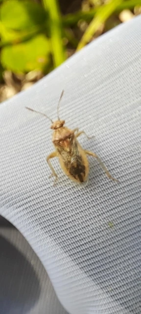 Rhopalidae - üvegpoloskák