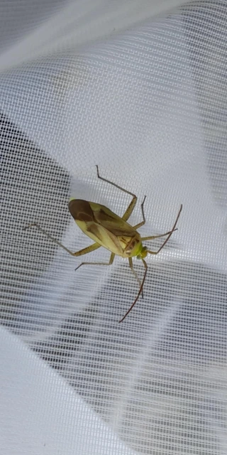 Adelphocoris lineolatus - lucernapoloska