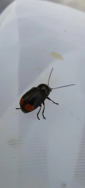 Cryptocephalus biguttatus