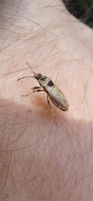 Heteroptera - Poloskák