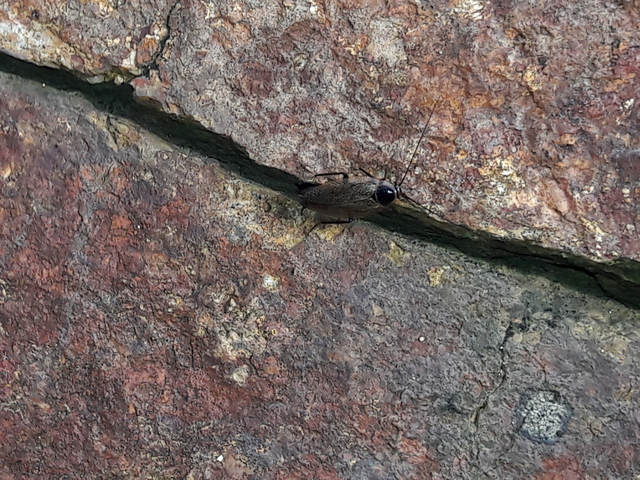 Blattodea - Csótányok