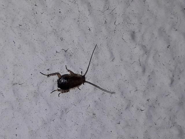 Blattodea - Csótányok