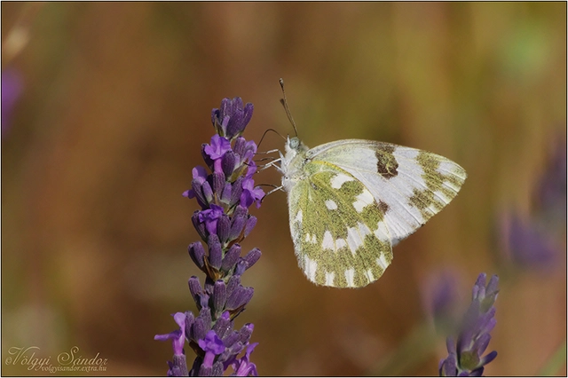 Pontia edusa - rezedalepke
