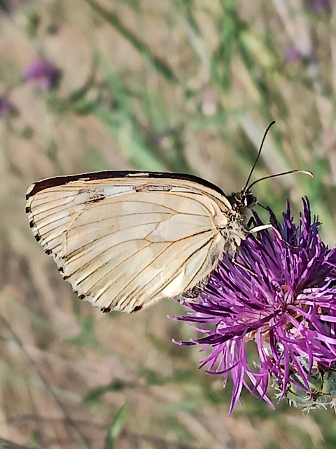 Melanargia galathea - sakktáblalepke