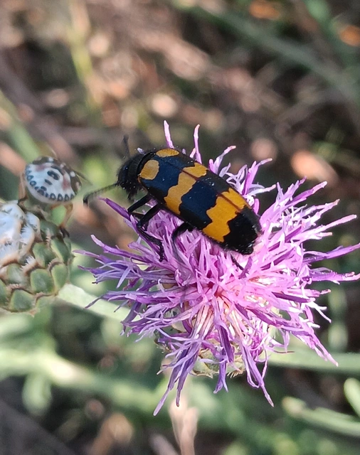 Mylabris variabilis - szalagos hólyaghúzó Mylabris variabilis - szalagos hólyaghúzó
