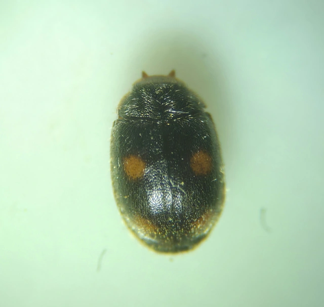 Platynaspis luteorubra - négypettyes szerecsenkata