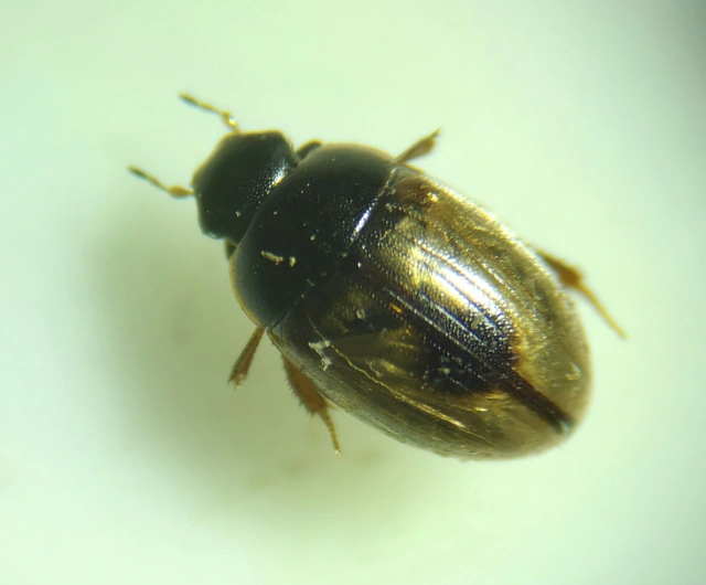 Cercyon unipunctatus - egypontos iszapcsiborka Cercyon unipunctatus - egypontos iszapcsiborka