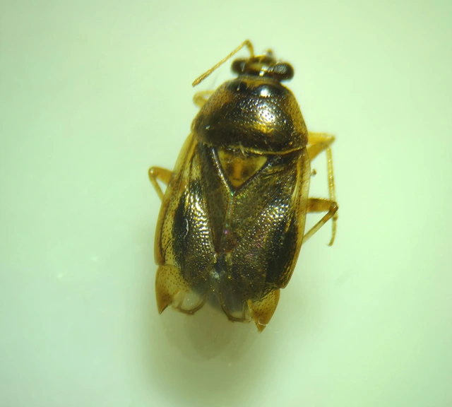 Deraeocoris lutescens - sárgás mezeipoloska Deraeocoris lutescens - sárgás mezeipoloska
