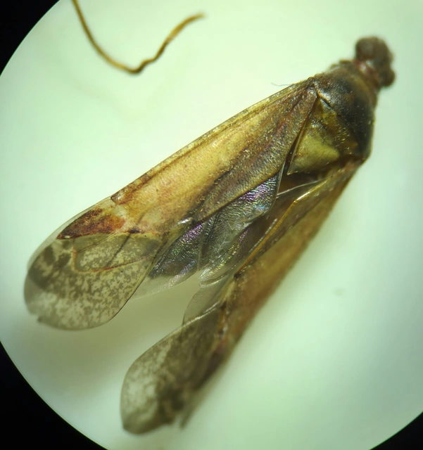 Phytocoris
