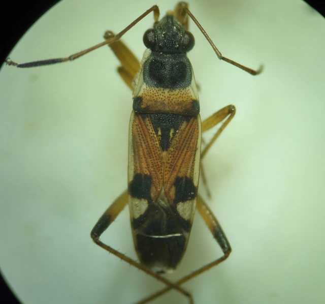 Beosus quadripunctatus - pettyes homokibodobács
