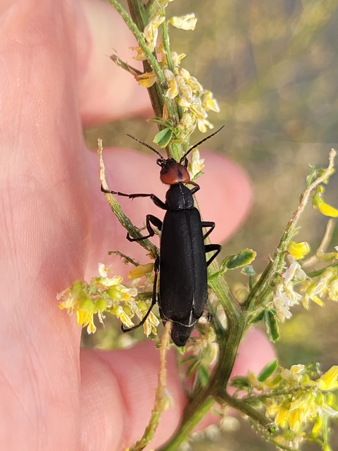 Epicauta rufidorsum - hollóbogár