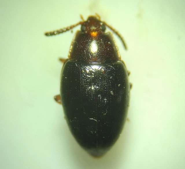 Scaphidema metallicum - fémzöld taplóbogár