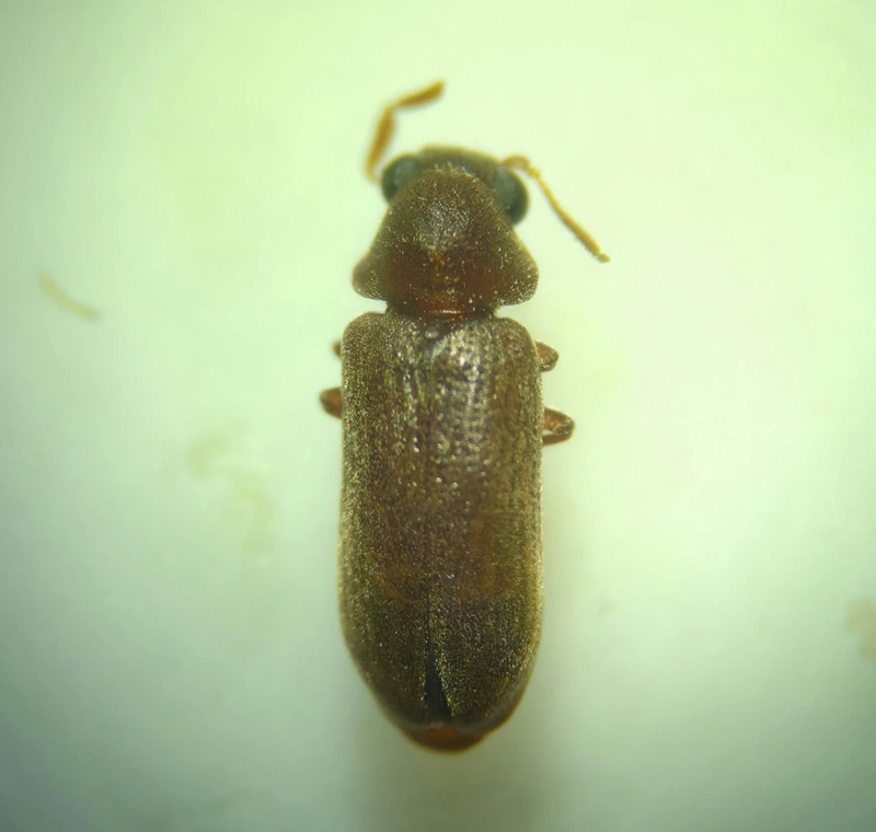 Ernobius mollis - közönséges tobozálszú