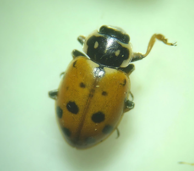 Hippodamia variegata - tizenhárompettyes katica