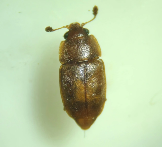 Epuraea Epuraea