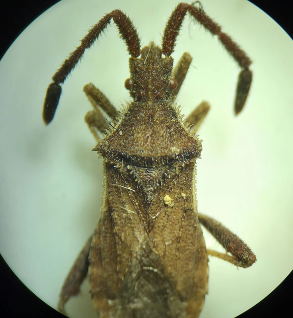 Coriomeris