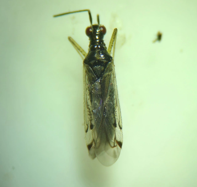 Dicyphus