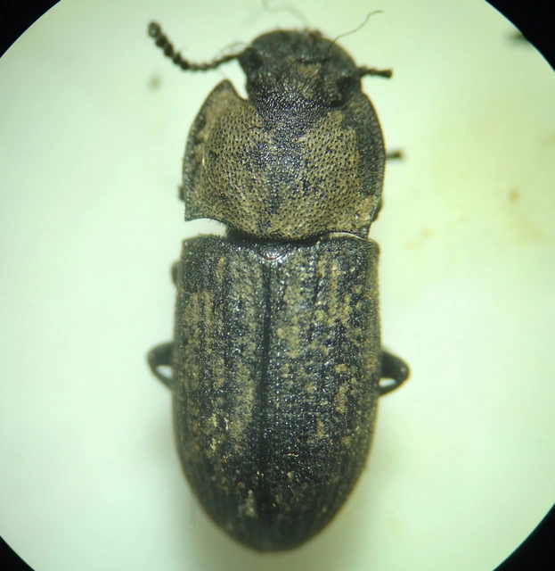Gonocephalum granulatum pusillum Gonocephalum granulatum pusillum
