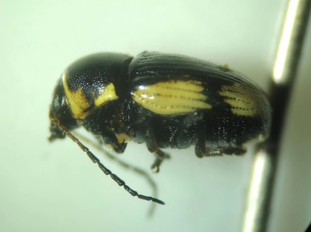 Cryptocephalus moraei - közönséges zömökbogár
