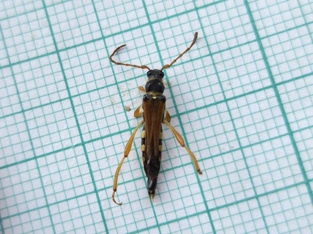 Stenopterus flavicornis - sárgacsápú keskenyfedőscincér