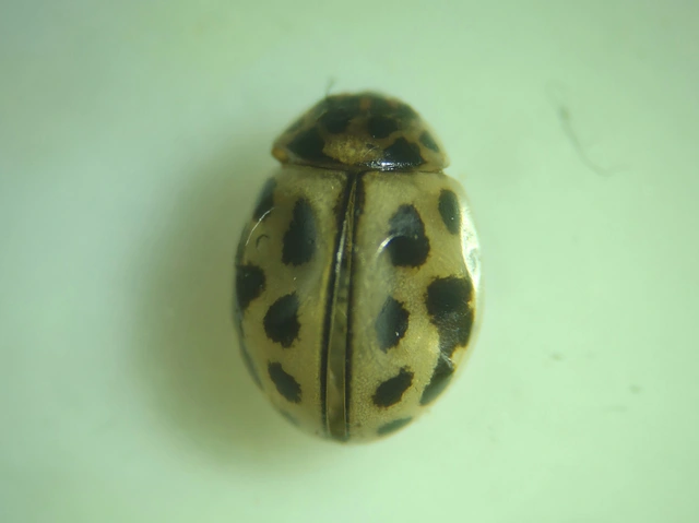 Tytthaspis sedecimpunctata - tizenhatpettyes katica