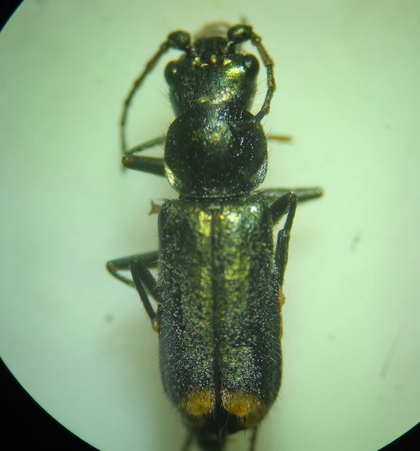 Melyridae - sziklaibogár-félék