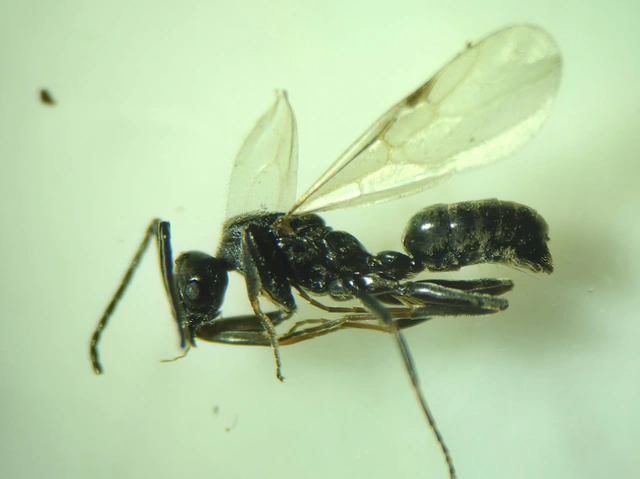 Tapinoma