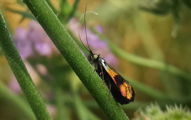 Nemophora fasciella - feketesávú tőrösmoly