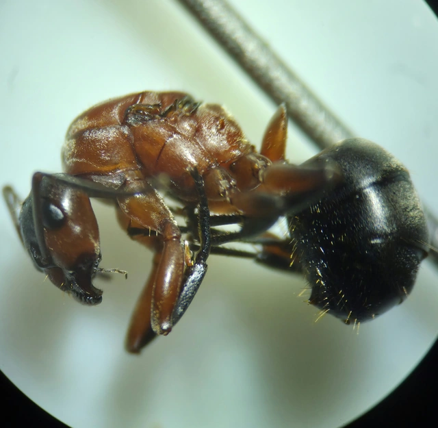Formica sanguinea - vérvörös rablóhangya