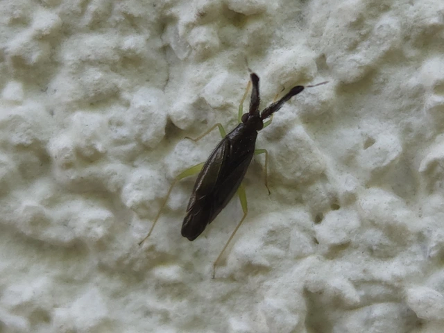 Heterotoma merioptera/planicornis