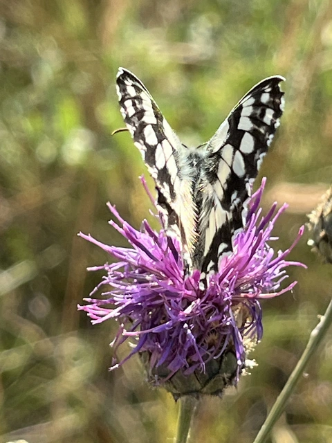 Melanargia galathea - sakktáblalepke
