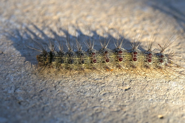 Lymantria dispar - gyapjaslepke