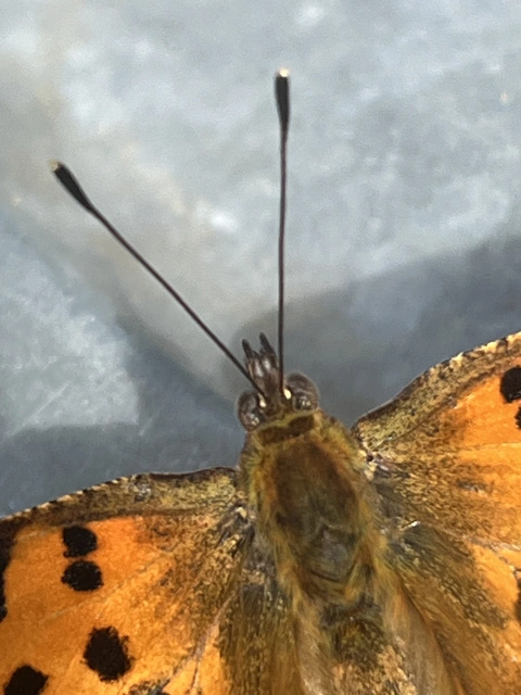 Nymphalis c-album - C-betűs lepke