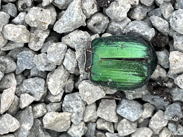 Anomala