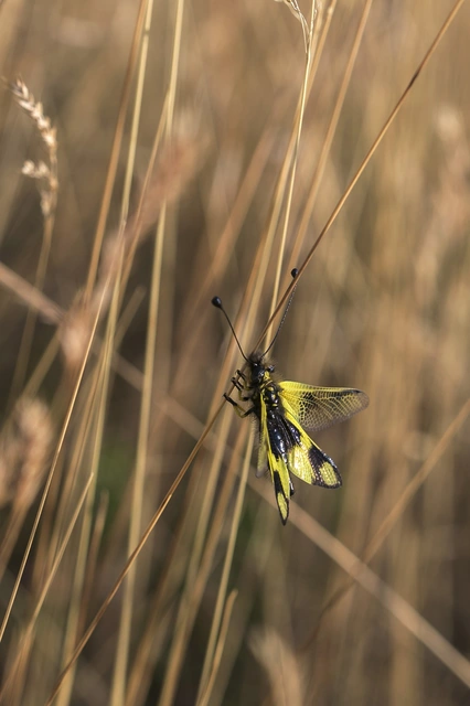 Libelloides macaronius - keleti rablópille
