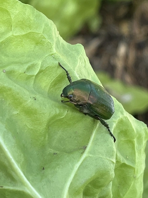 Anomala