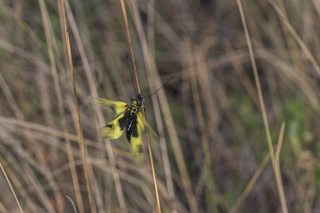 Libelloides macaronius - keleti rablópille
