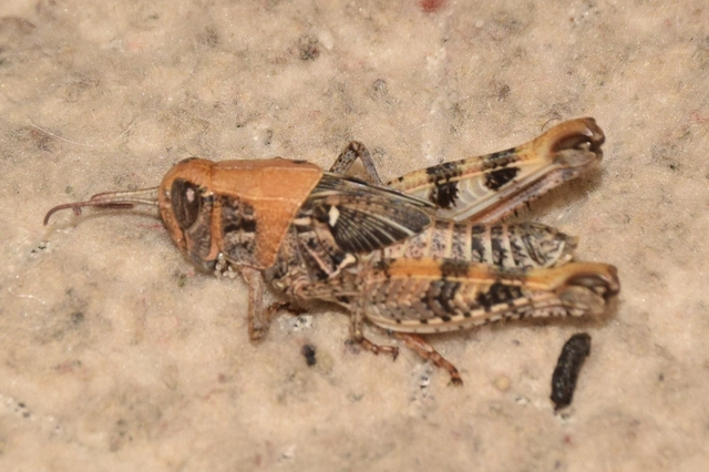 Calliptamus italicus - olaszsáska