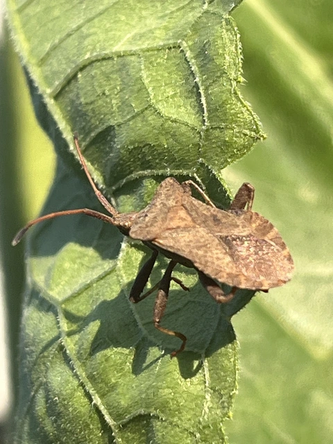 Coreus marginatus - közönséges karimáspoloska
