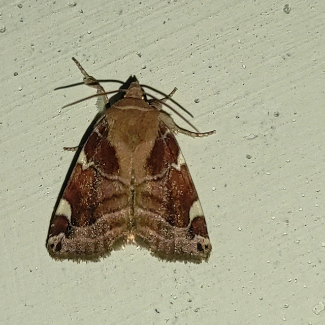 Cosmia diffinis - szilfa-lombbagoly