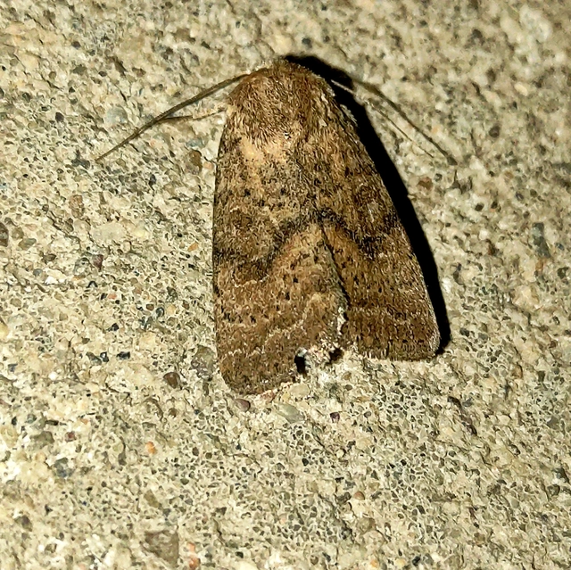 Hoplodrina octogenaria - barna selymesbagoly