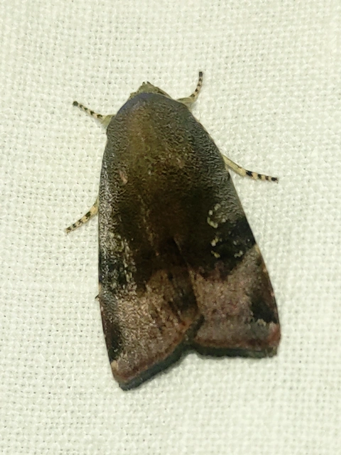 Noctua janthe/janthina