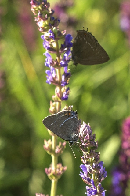 Satyrium spini - kökény-csücsköslepke