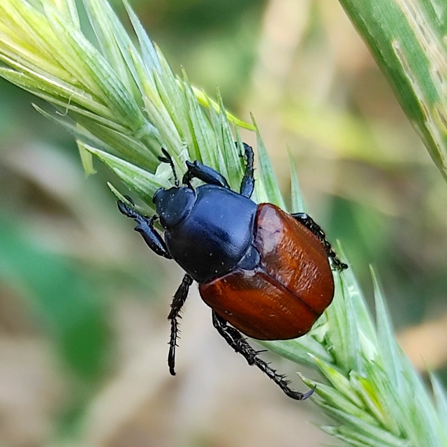 Anisoplia lata - széles szipoly Anisoplia lata - széles szipoly