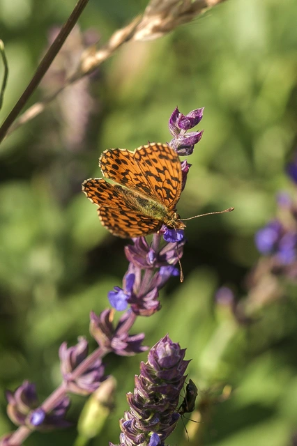 Boloria dia - kis gyöngyházlepke