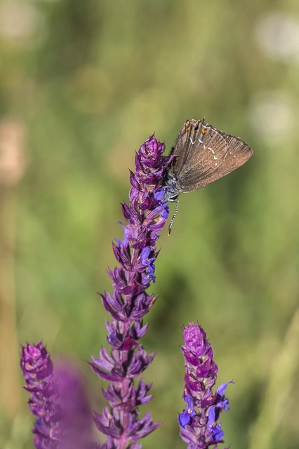 Satyrium ilicis - tölgyfa-csücsköslepke