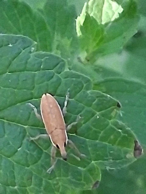 Lixus vilis - gémorr-dudvabarkó