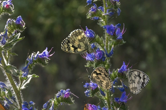 Melanargia galathea - sakktáblalepke