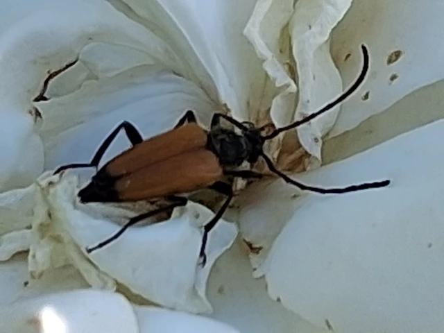 Stictoleptura fulva - vörhenyes virágcincér