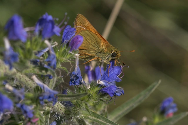 Ochlodes sylvanus - erdei busalepke